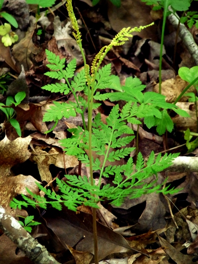 {Botrypus virginianus}